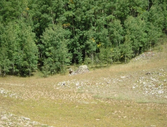 81